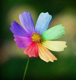 eckuCR-rZ2E1-250x264