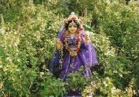 Туласи Вринда Деви